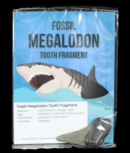 Real Fossil Megalodon Partial Tooth - 3" Size - Photo 1